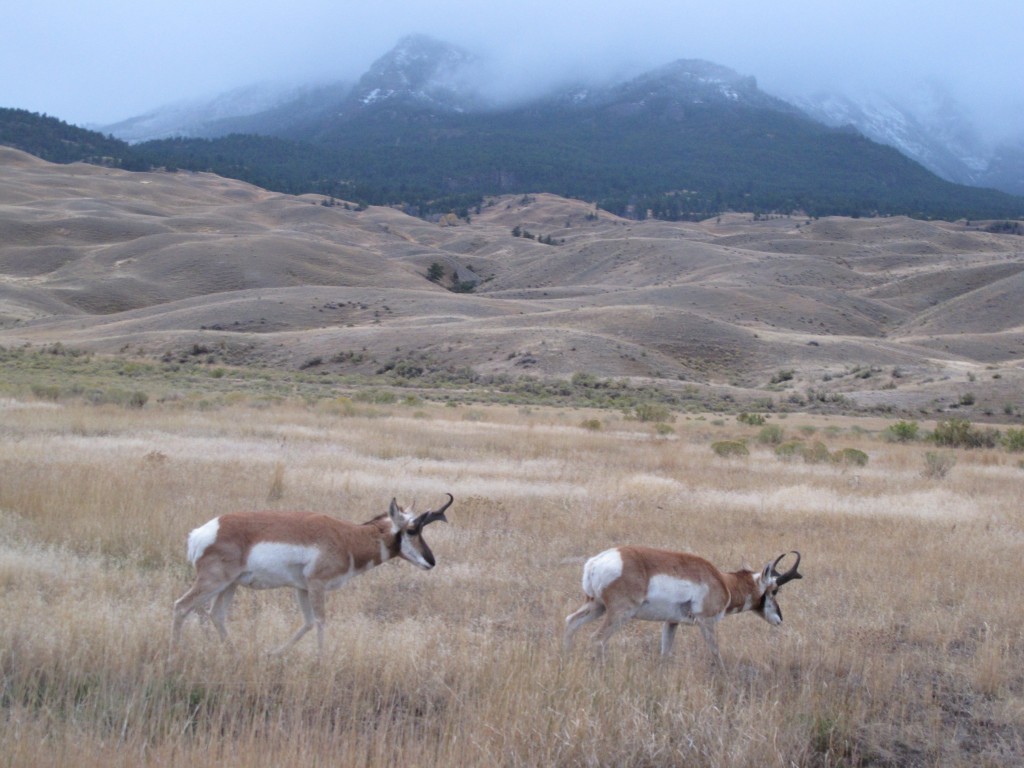 These pronghorn antelope greeted us as soon as we entered Yellowstone.