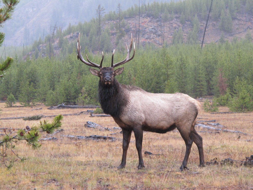 This elk let out a mighty, high-pitched, valley-filling cry to its companions, calling them over before the whole group crossed the road,