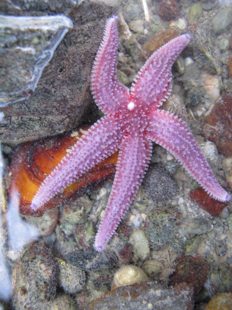 I'm tempted to say that the sea star was waving hello, but you should have seen the range of contortions it went through over the span of a few minutes. One pose reminded me of a 1989 Sports Illustrated cover of Eagles quarterback Randall Cunningham leaping through the air with his arm cocked back to throw a pass. Look for cool shots of this echinoderm at the Notebook next year.