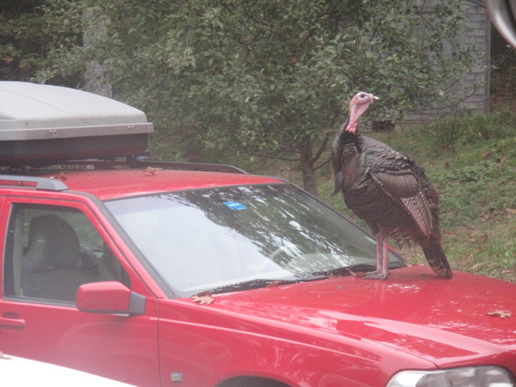 Of the two dozen turkeys who've been hanging out at our place lately, this is the only one who seems eager to travel with us on our upcoming western road trip to see the birds on the Pacific Flyway migration.