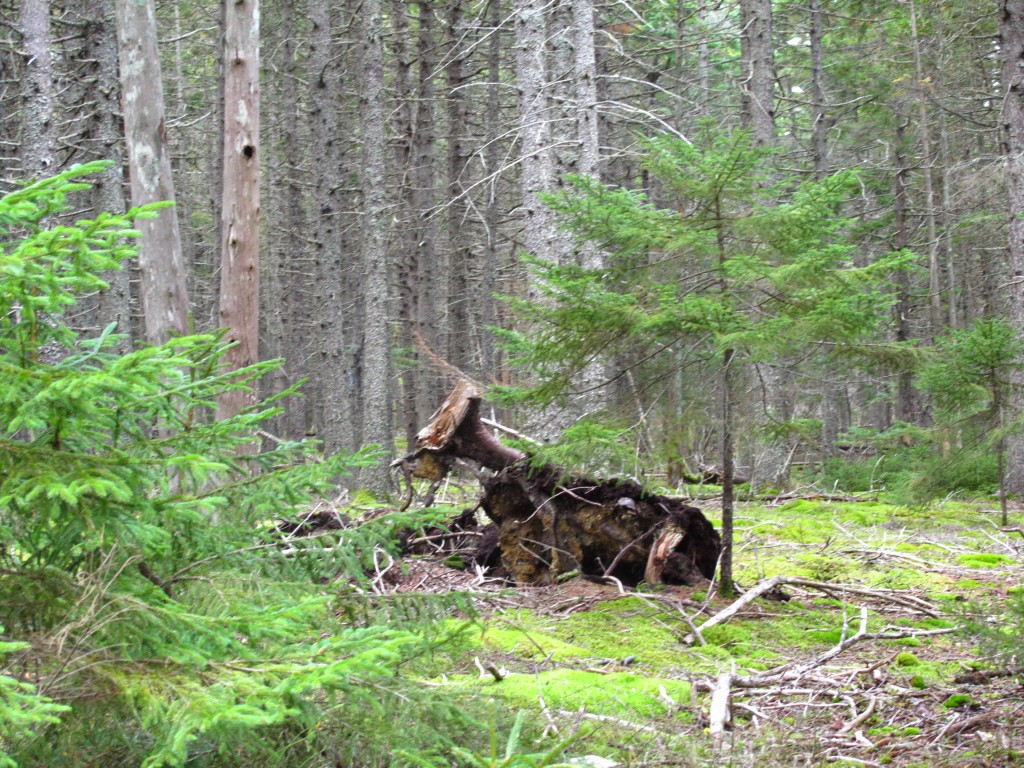 Is this a downed tree or steer lying in a clearing? Though Acadia isn't known for its cattle, we'll say both.