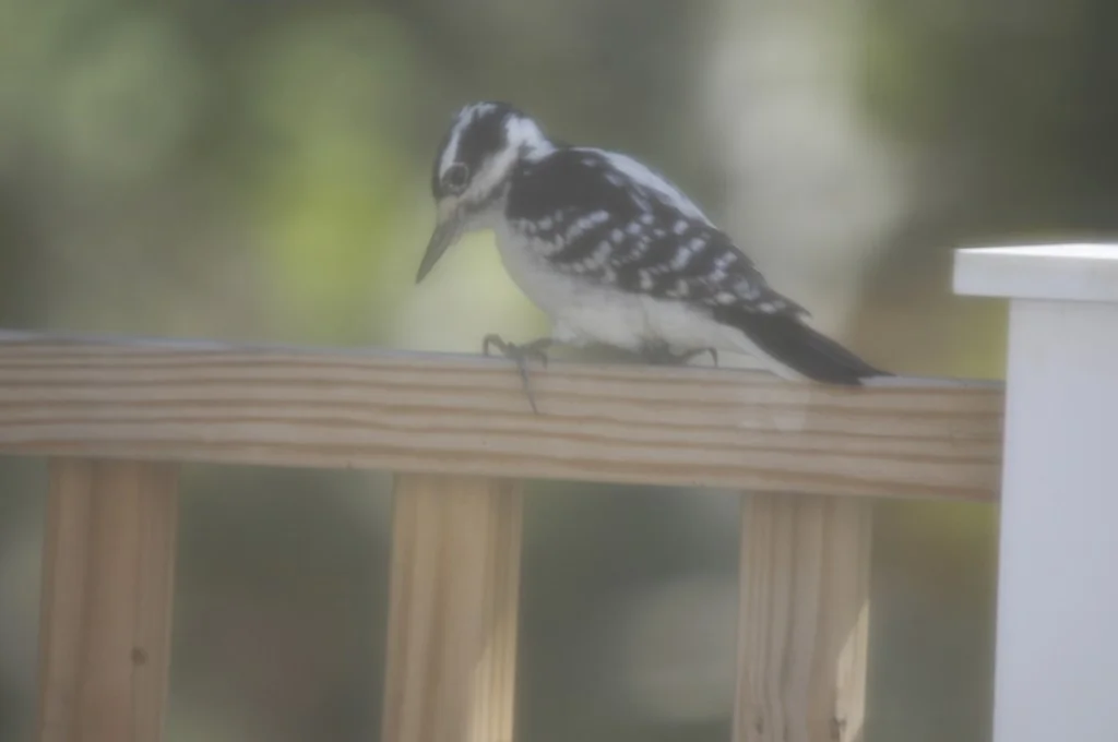 Woodpecker or railbird? This was shot through a window with a screen on it.