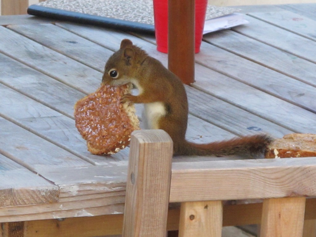 sandwich