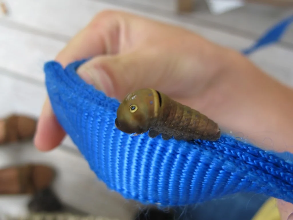 What looks like a child's pull toy will soon fly away as a yellow-and-black tiger swallowtail butterfly.