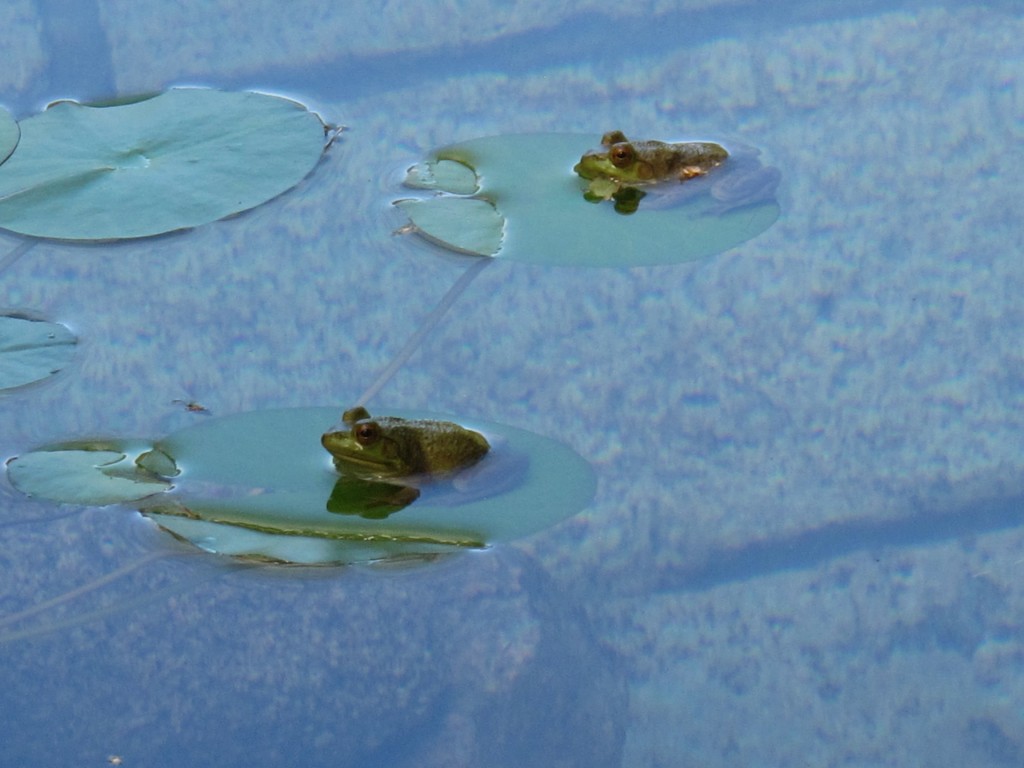 Random shot from yesterday: Frog buddies at a garden pond in Seal Harbor.