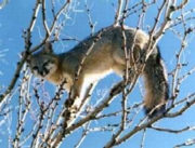 Yes, that's a fox in a tree.