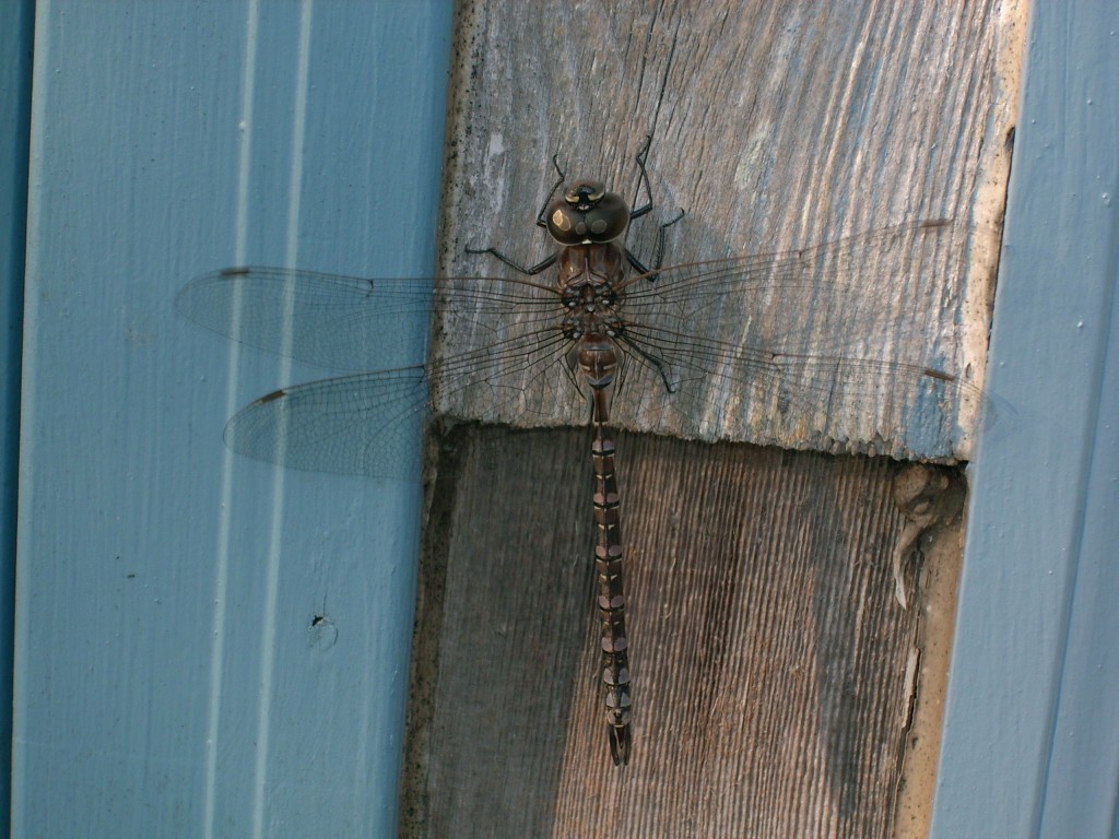 These beautiful creatures get a bad rap in Europe, where they're called eye pokers, eye snatchers, devil's darning needles and adders' servants.