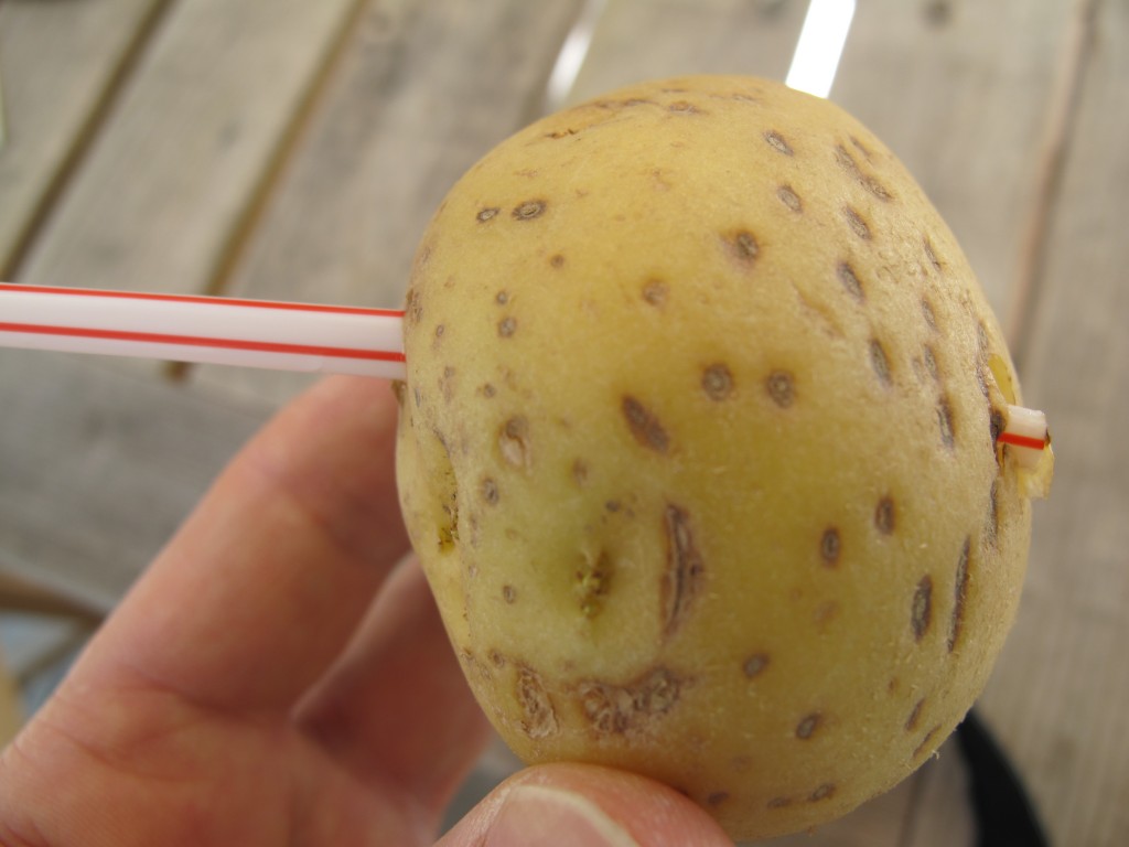 Who needs The Sword In the Stone when you can have the Straw In the Potato?
