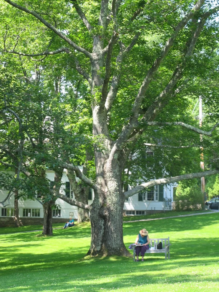 Others preferred the shade of the Seal Harbor town green, just a couple of hundred feet from the Notebook.