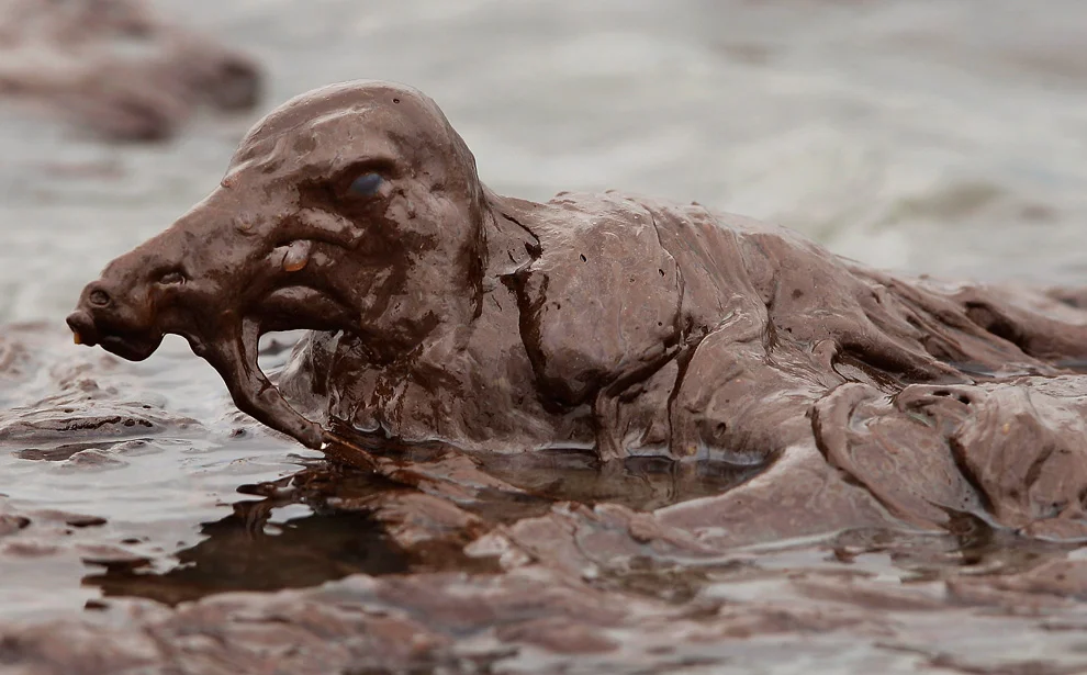 An oil-covered bird at East Grand Terre Island, off the coast of Louisiana, as photographed by Charlie Riedel of the Associated Press.