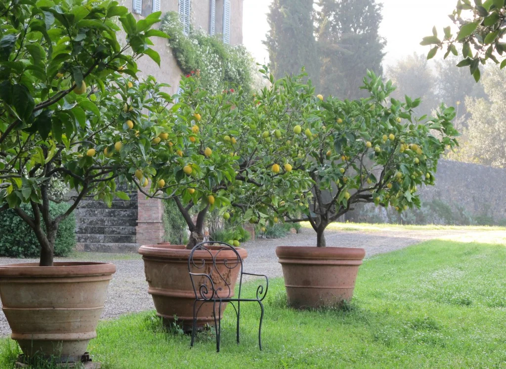 Our morning drawing sessions usually began on the lawn near these lemon trees.
