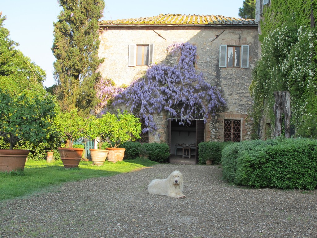 Lapo, one of the resident dogs, liked lounging outside the wisteria-draped studio.