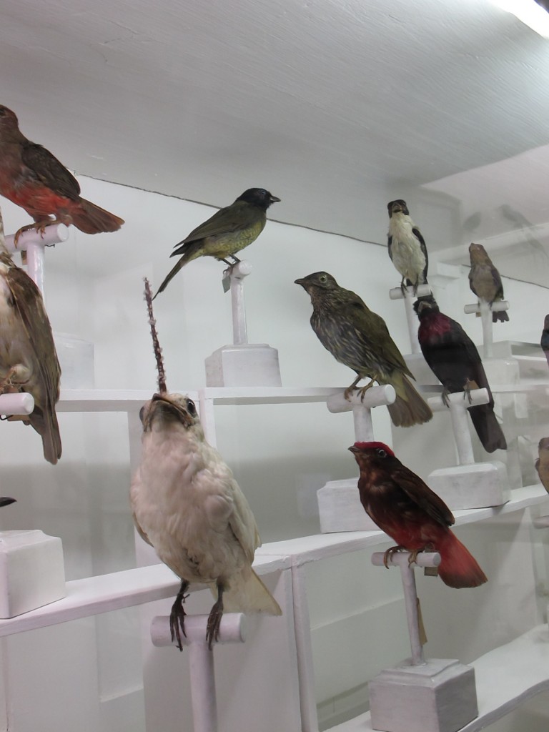 The museum didn't label this unicorn-like bird except as part of the cotingidae family; a peacock-sized bird with a similar thorn sticking out of its head turned out to be a South American variety called—gotta love this name—the horned screamer.