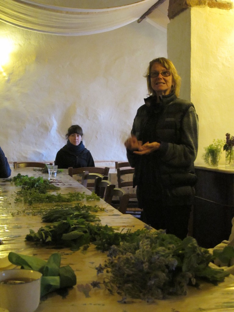 Isla's tutorial on plants had us nibbling mallow, dandelions, sour thistle and other wild treats.