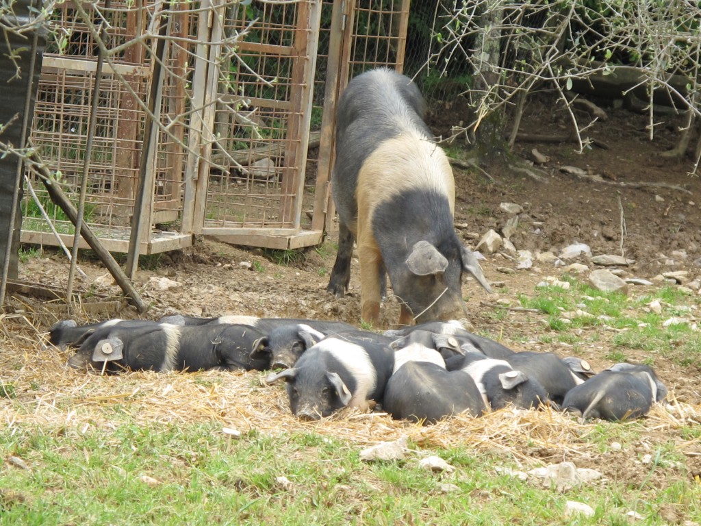 The distinctively striped Cinta Senese breed has been a symbol of Tuscany for centuries—but nearly went extinct.