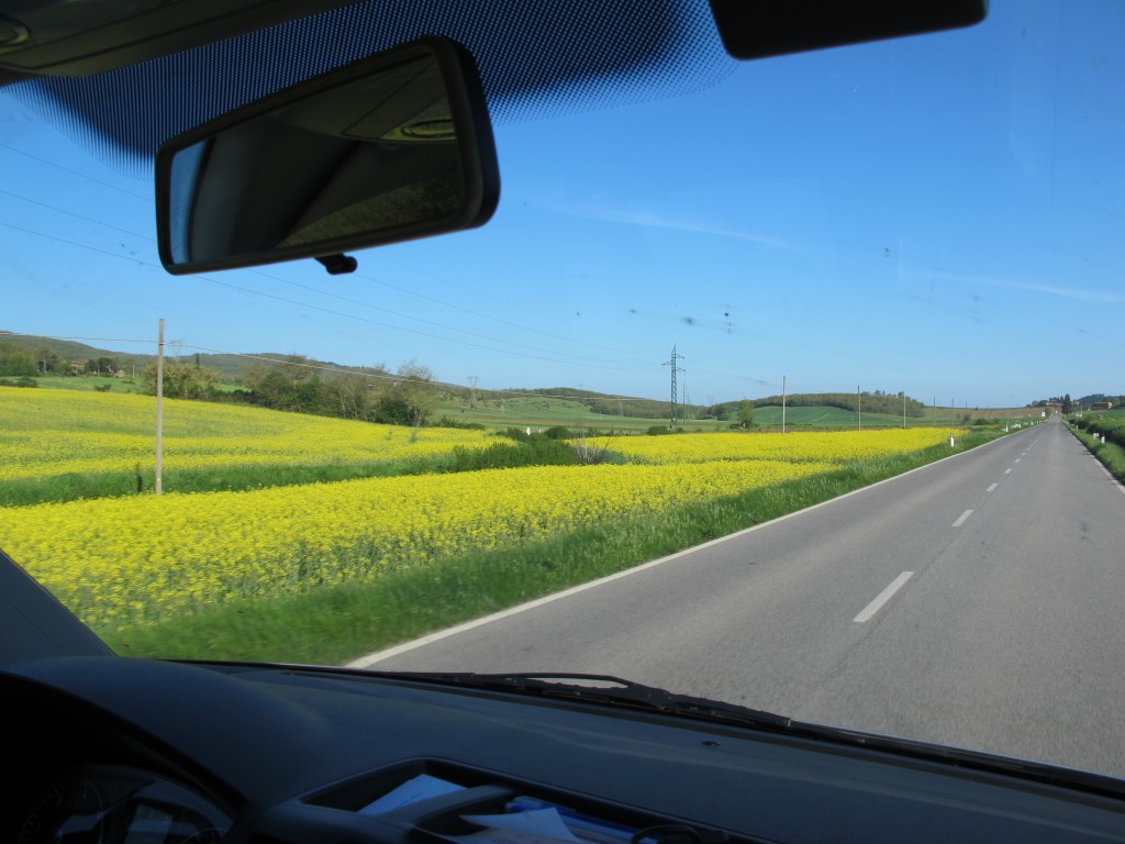 The Tuscan rapeseed was so vibrant that you could see the fields of it from the plane when landing.