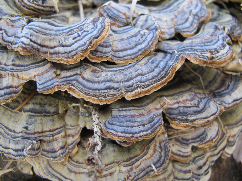 This tree fungus reminded me a little of the shells on our shore.