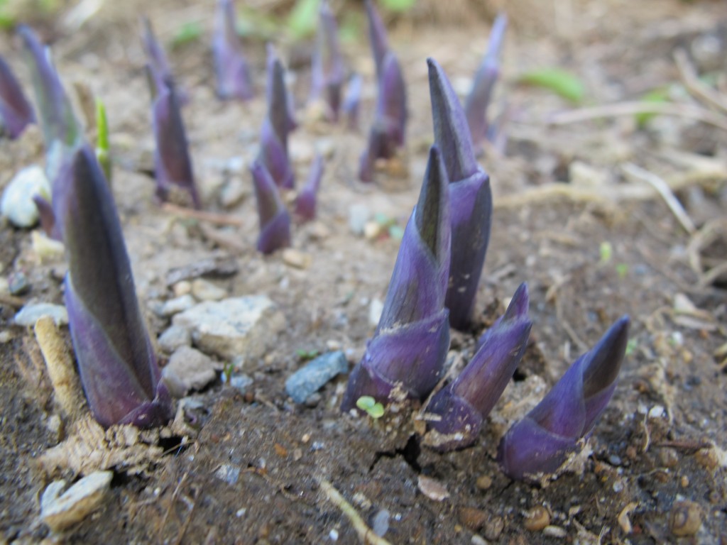 Our sprouting hostas