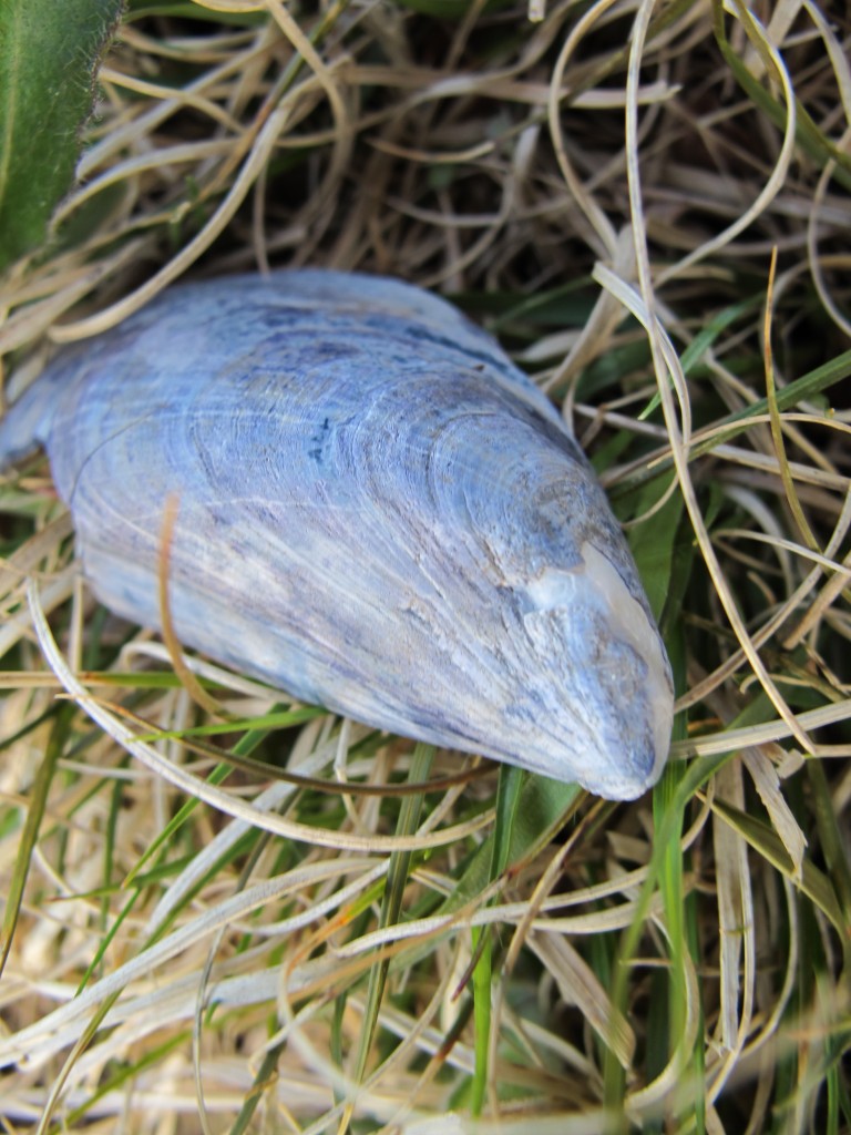 Thanks to the gulls, our lawn is decorated with mussel shells--perhaps the world's loveliest form of litter.
