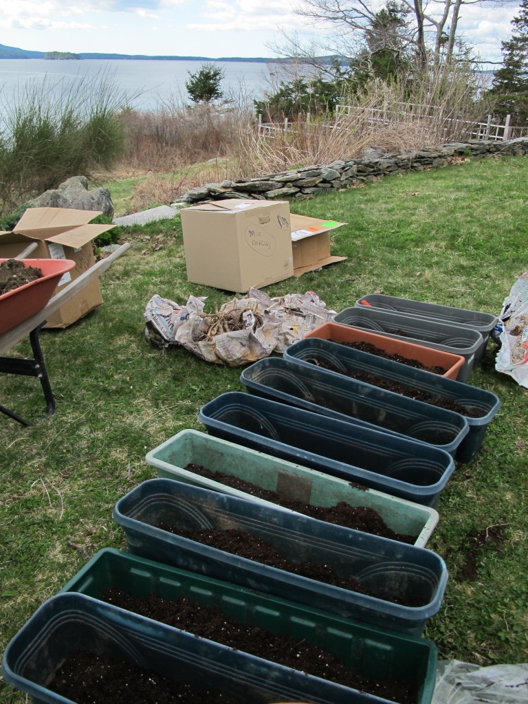 Not a bad setting for a morning of Maine coast planting.