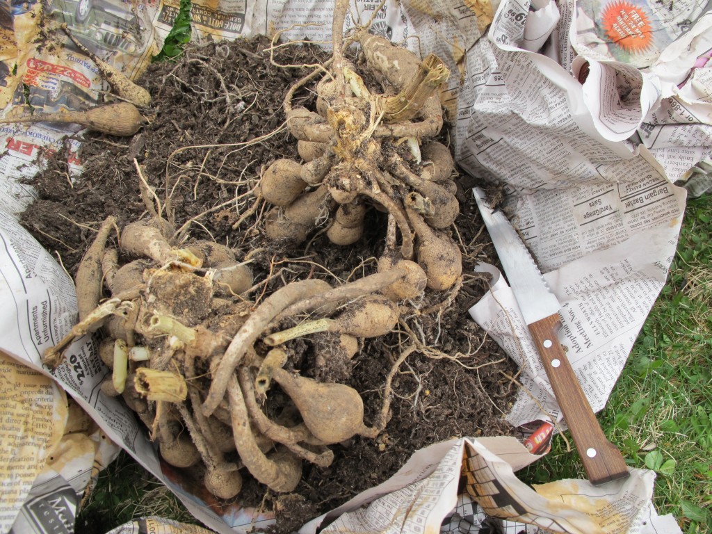 If you look closely, you'll see sprouts on the tangle of tubers.