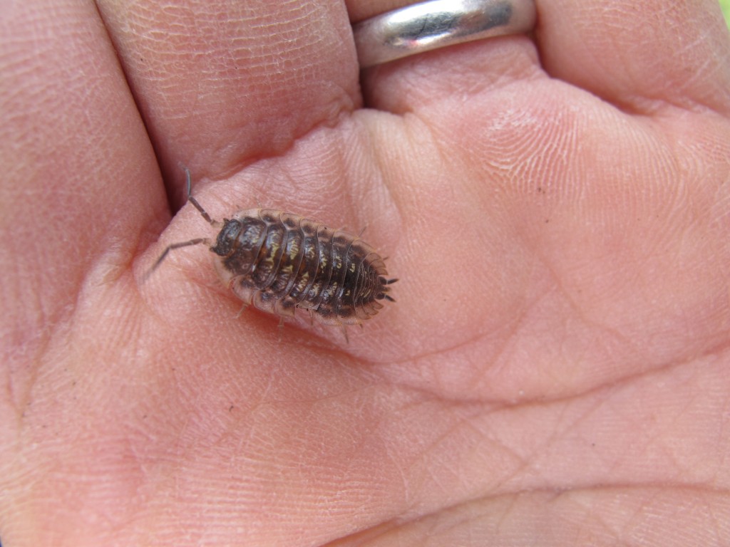 Could this be a doodlebug? A cheesy bug? A chuggypig?