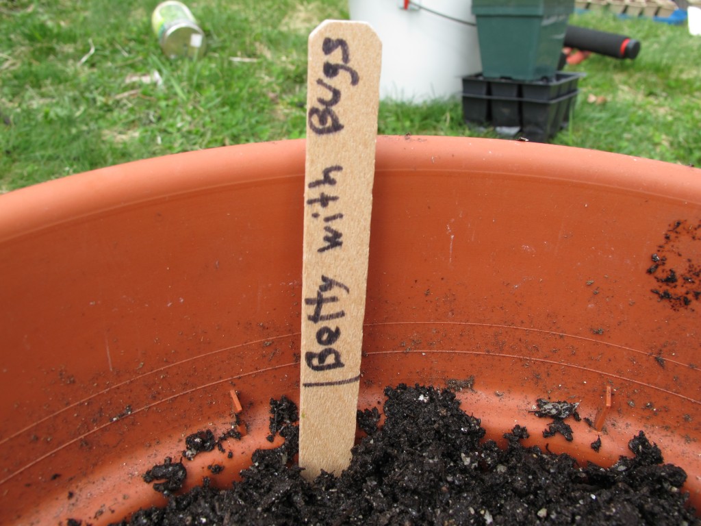 Let the pest experiment begin!