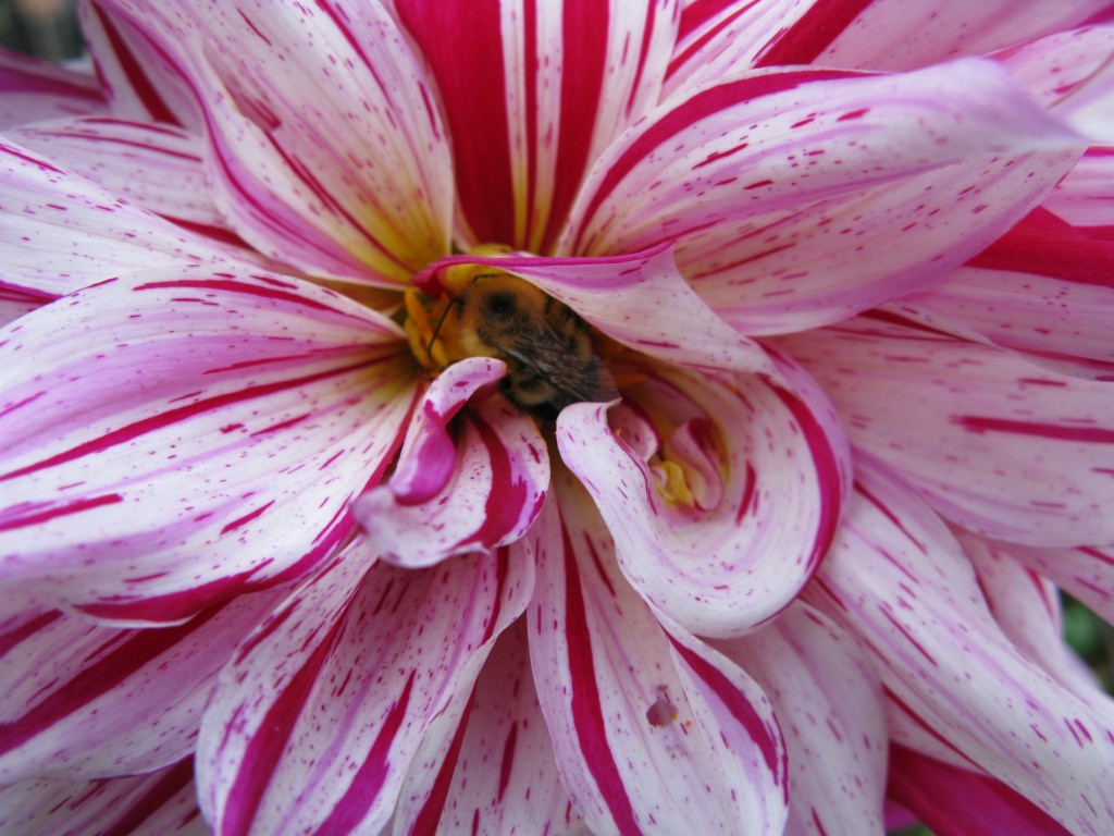Ryn Fou in bloom last summer.
