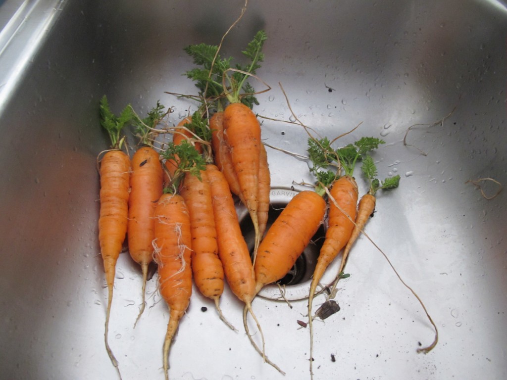 Yesterday's surprise harvest!