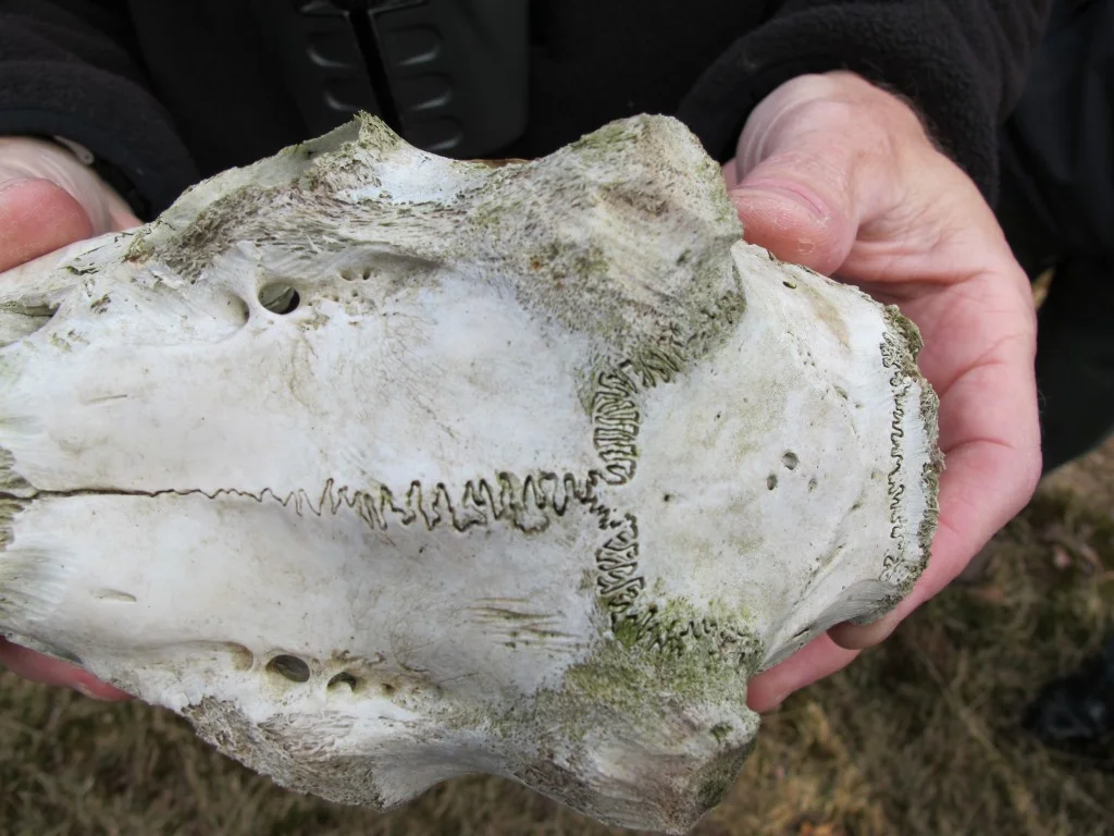 Billy found this deer skull. I love the stitch-like connection between portions of the skull.