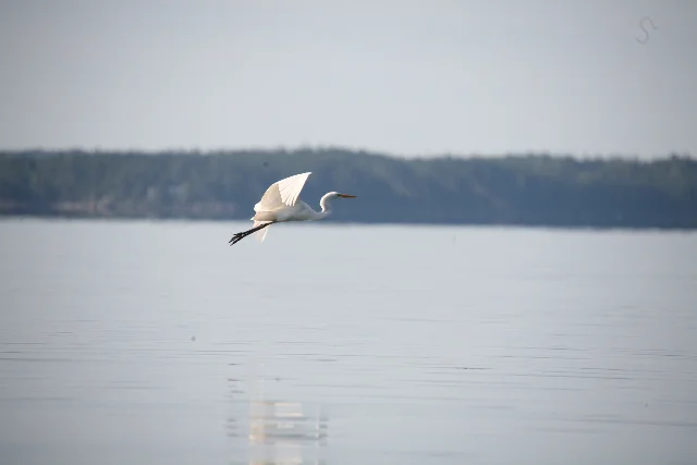 If you want to see sights like this—a great white egret flying by last July—consider a summer trip to Maine's Mount Desert Island, Acadia National Park and The Naturalist's Notebook. This egret landed near a pair of great blue herons; all dined peacefully together from the waters on MDI's northern side.