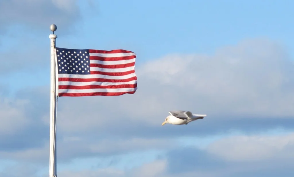 Herring gulls hovered in place while flying into the strong wind in Bar Harbor the other evening. Those balmy 70-degree temperatures of two weeks ago have given way to more typical blustery April weather here in northern New England.