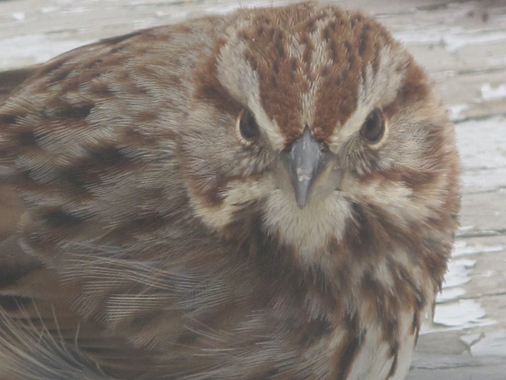 The flocks of birds around our home keep growing. Nearly three dozen goldfinches and purple finches have been chirping and feeding together. This sparrow took a close-up look at Pamelia through a glass door.