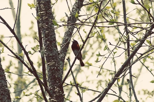 An American redstart