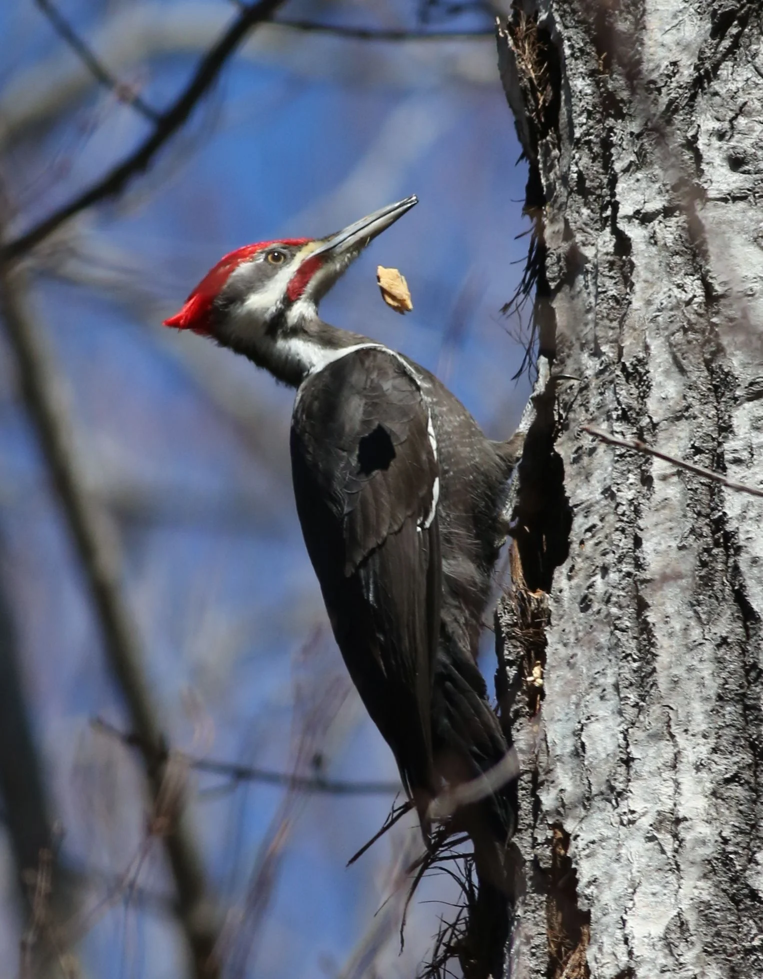 How a Pileated Woodpecker Works — The Naturalist's Notebook