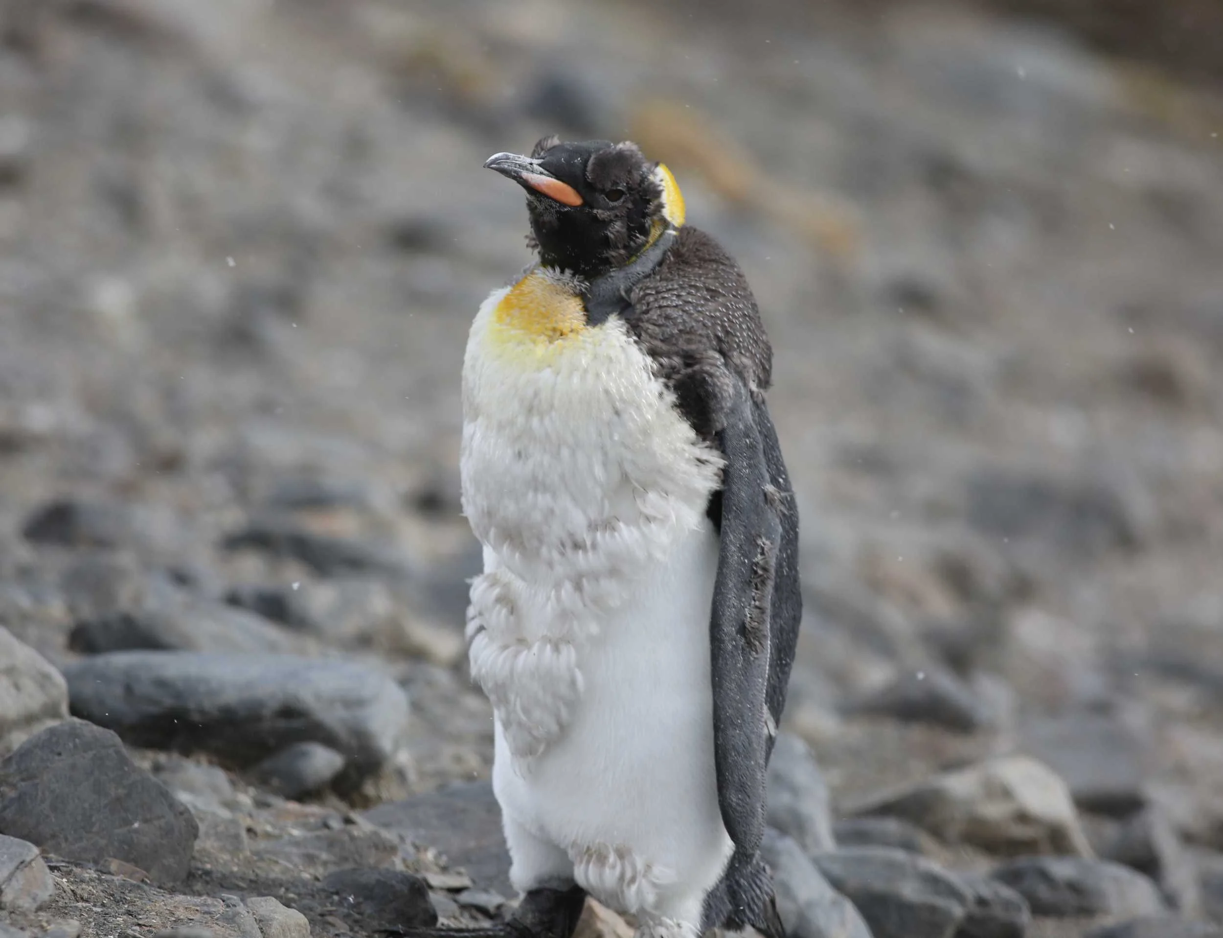 What Does Catastrophic Molt Look Like on Elephant Seals and Penguins