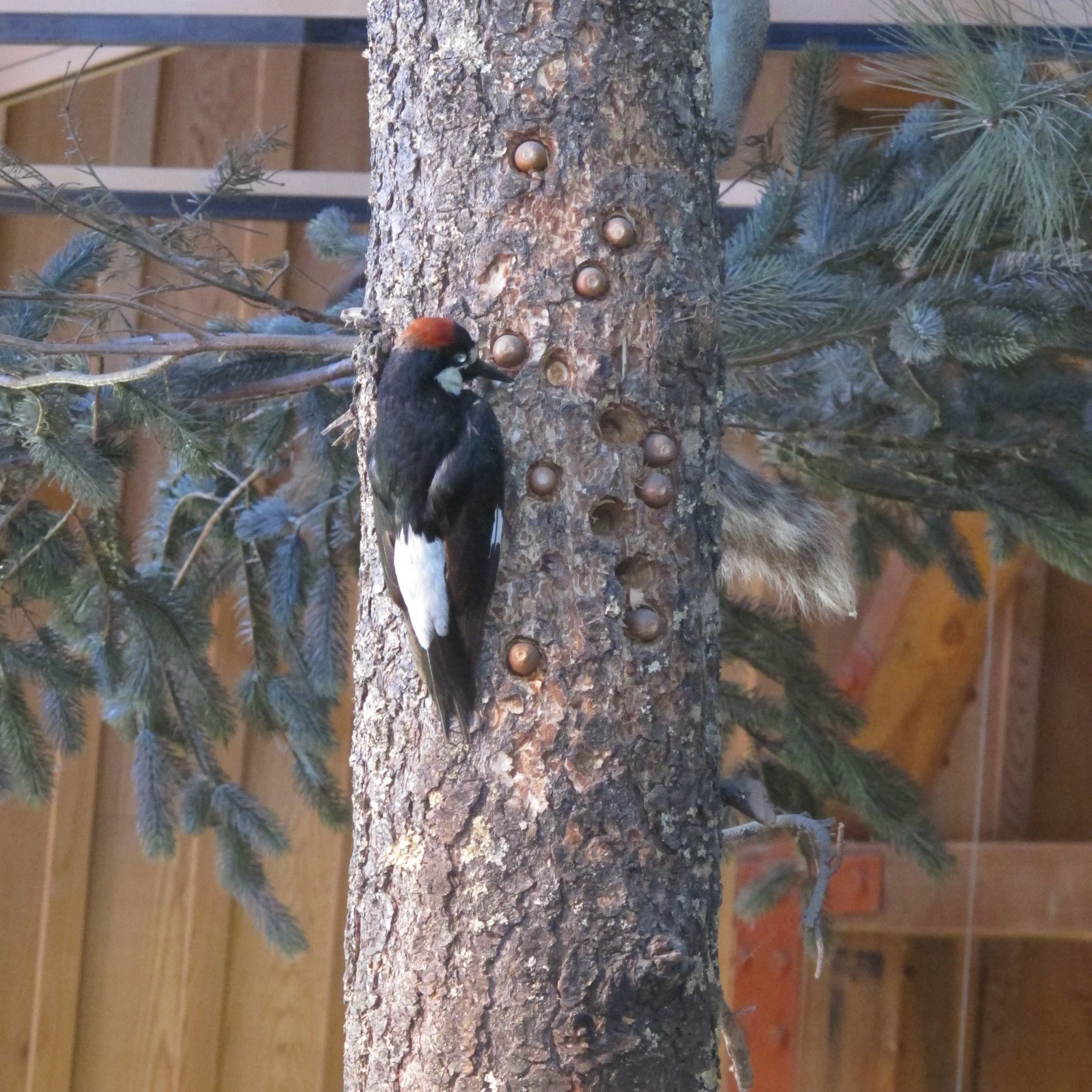 Amazing Acorn Woodpeckers Packing 50,000 Nuts Into a Single Tree — The