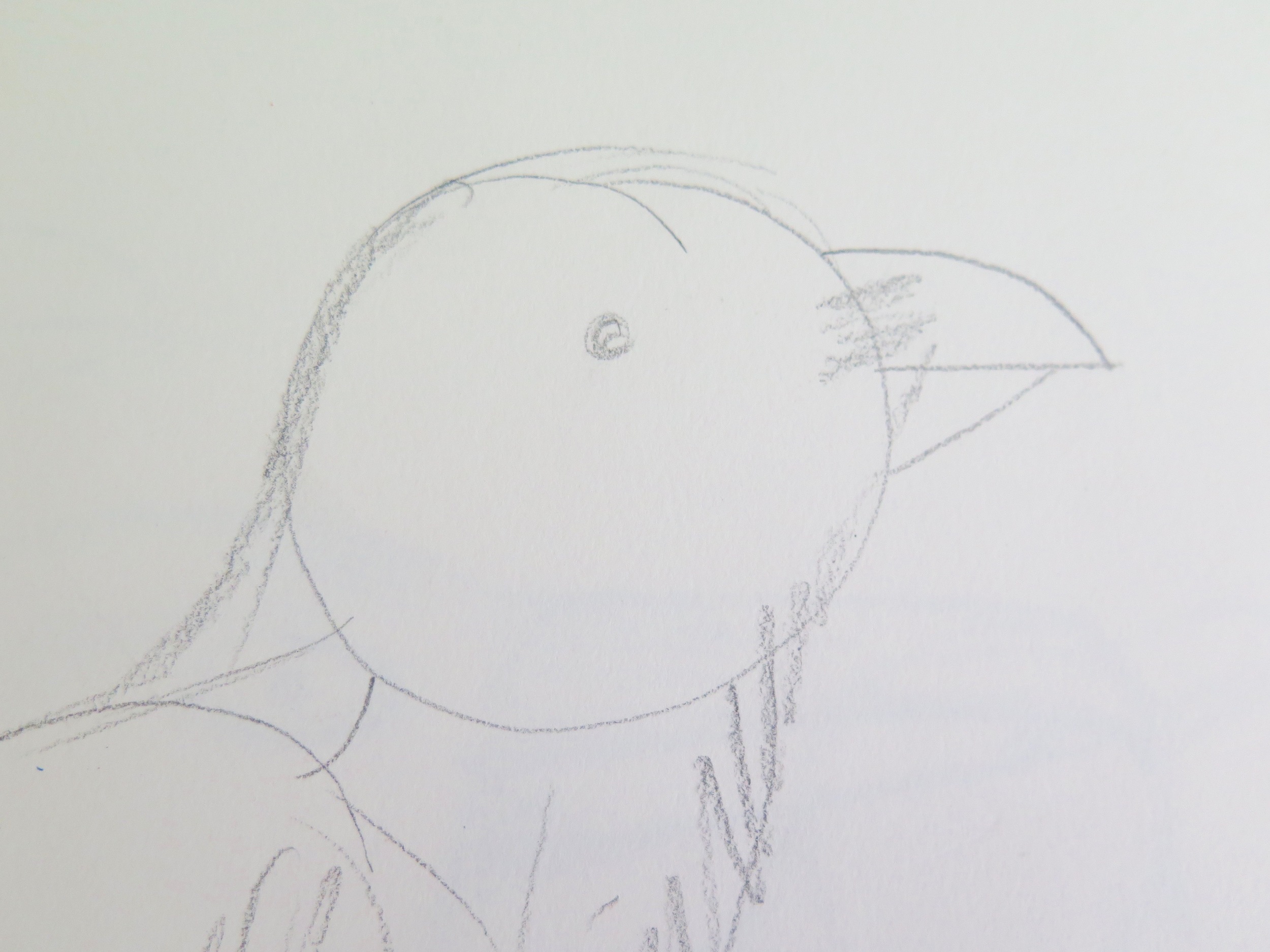 How to Draw a Raven — The Naturalist's Notebook
