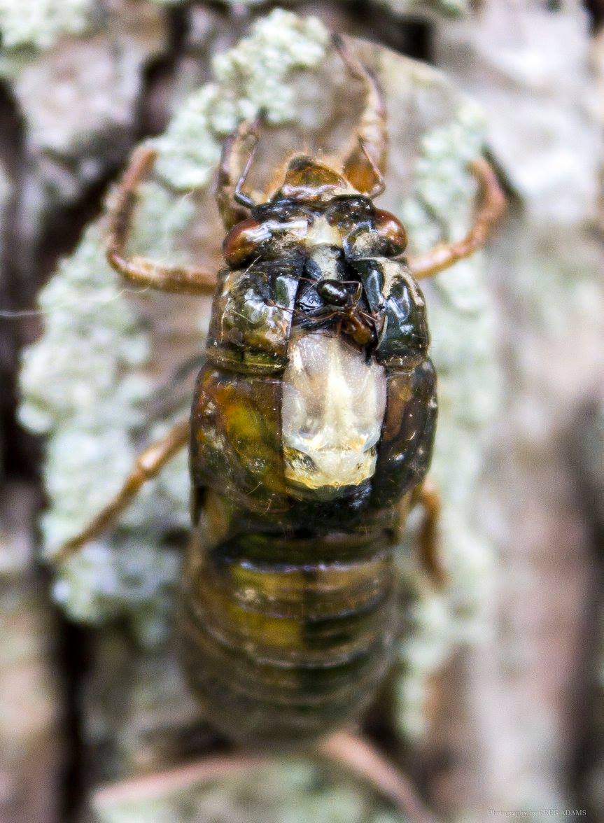 CICADASgregadamsKS1.jpg