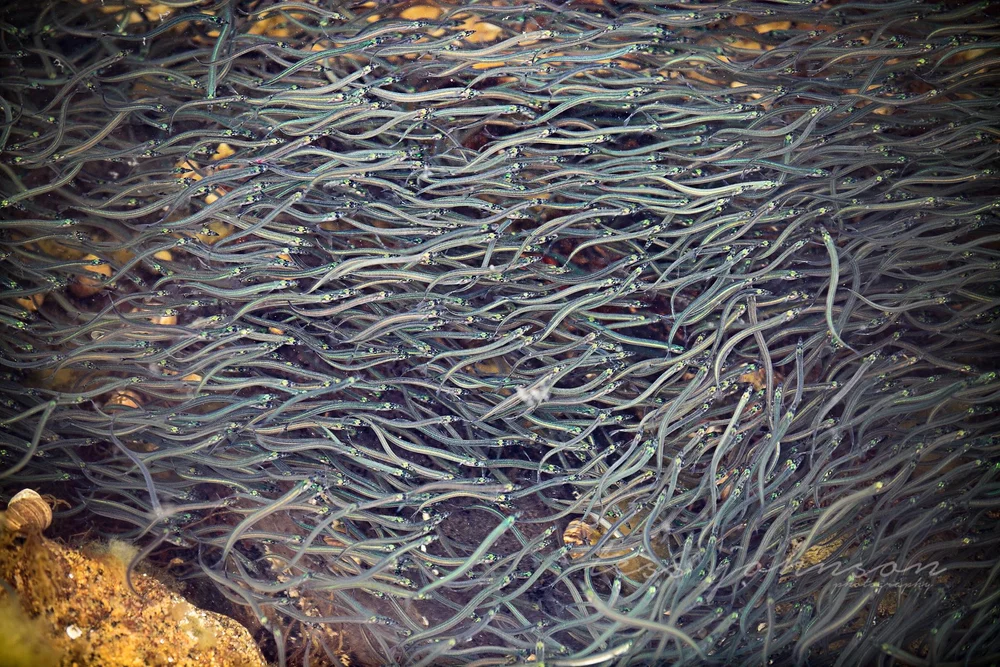 Elver Eel atelieryuwa.ciao.jp