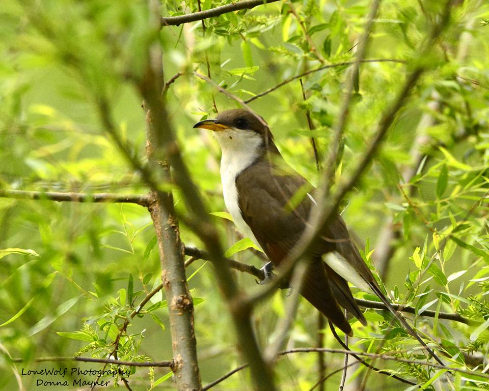 yellow-billed cuckoo