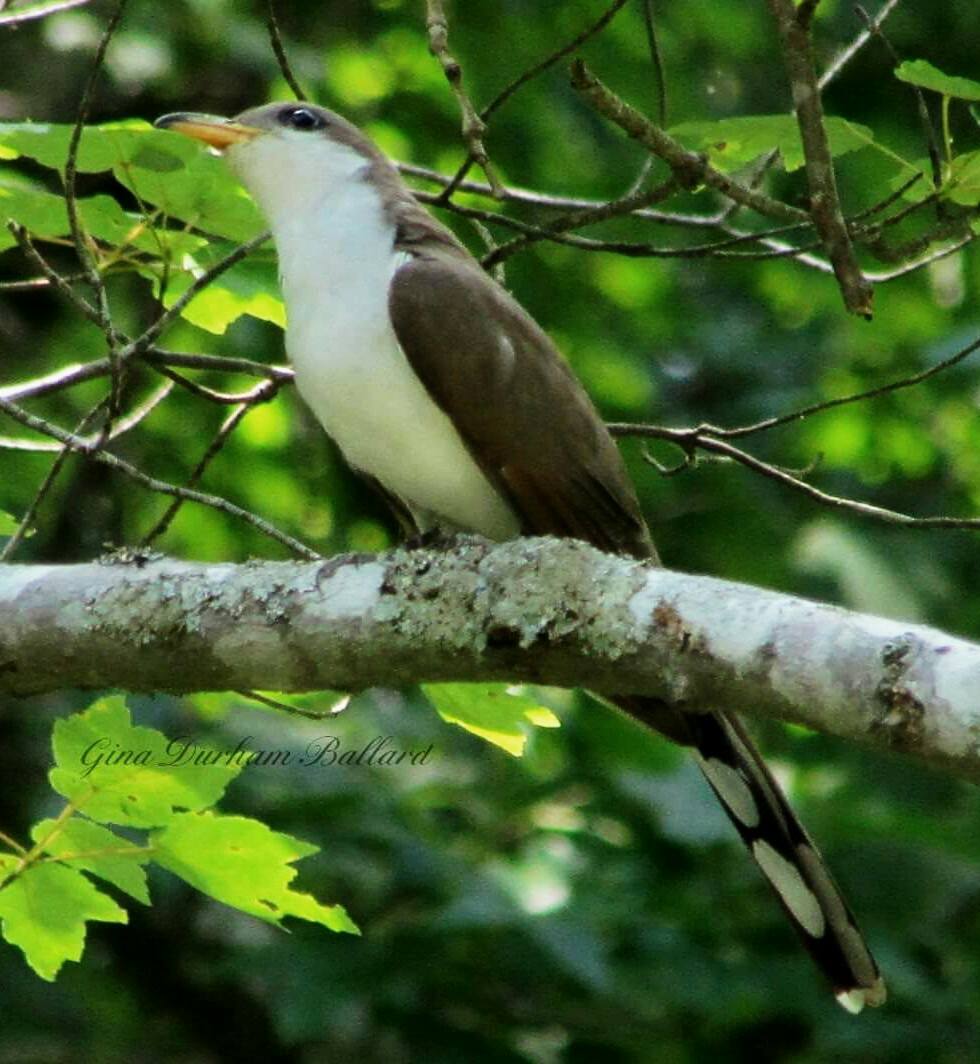 yellow-billed cuckoo