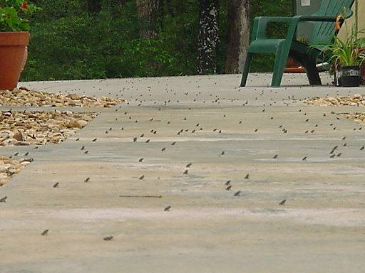 Million Toad March