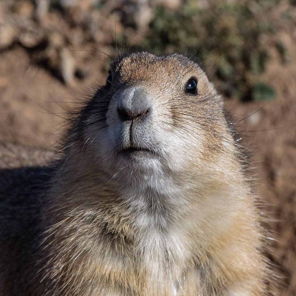 Prairie Dog