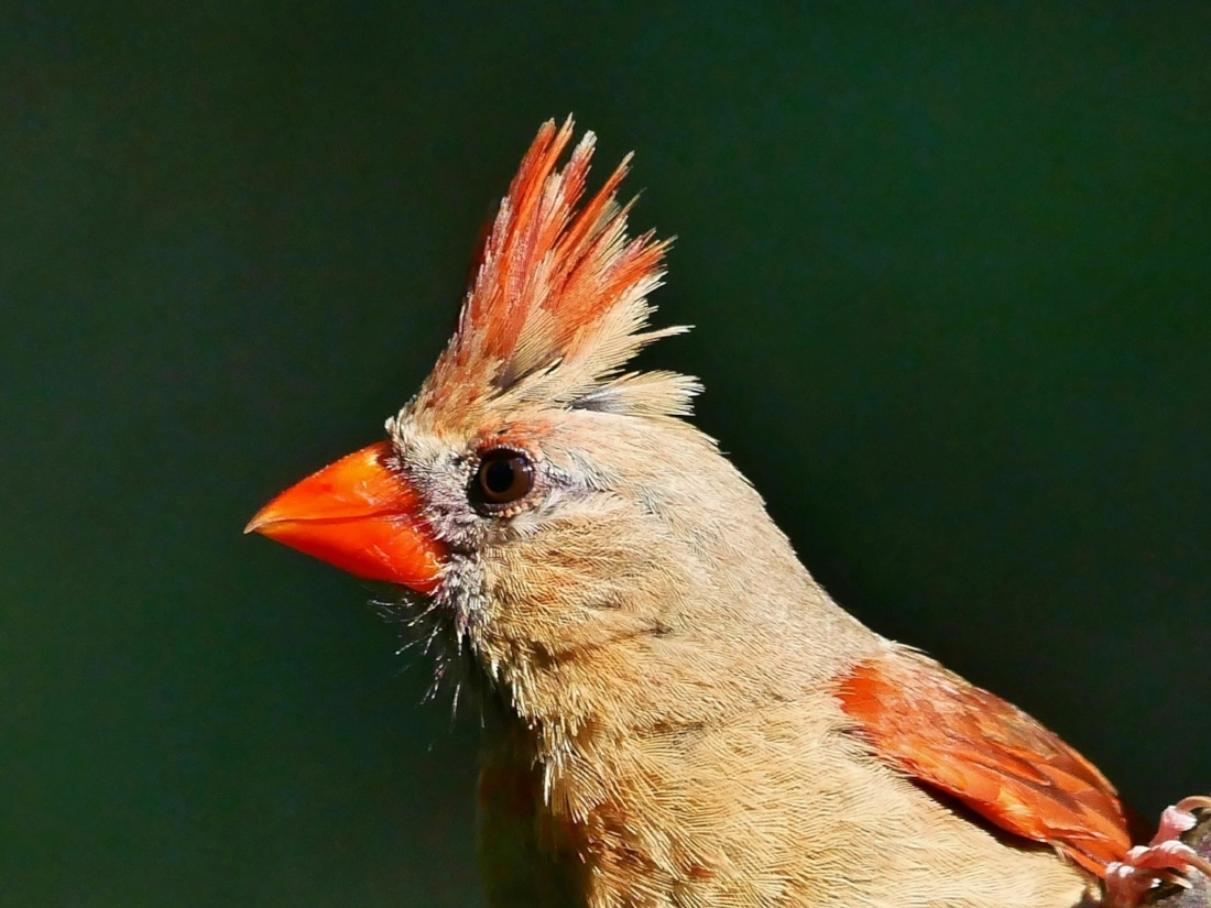 Female Northern Cardinal