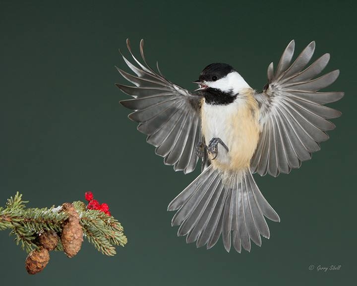 Black-Capped Chickadee