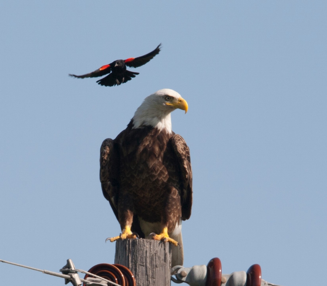 Bald Eagle and Red-Winged Blackbird