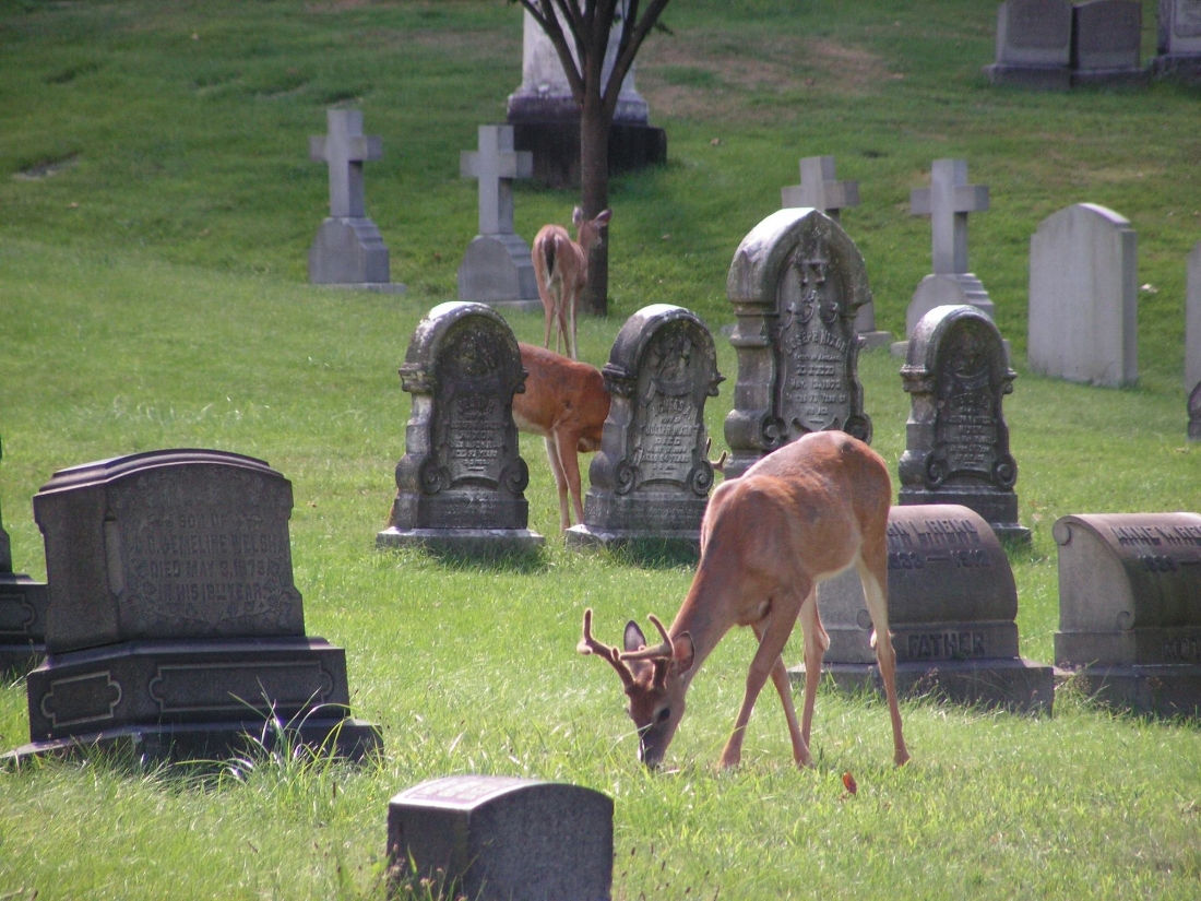 White-Tailed Deer