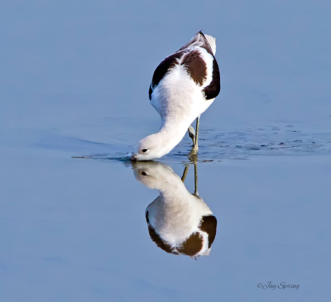 American Avocet