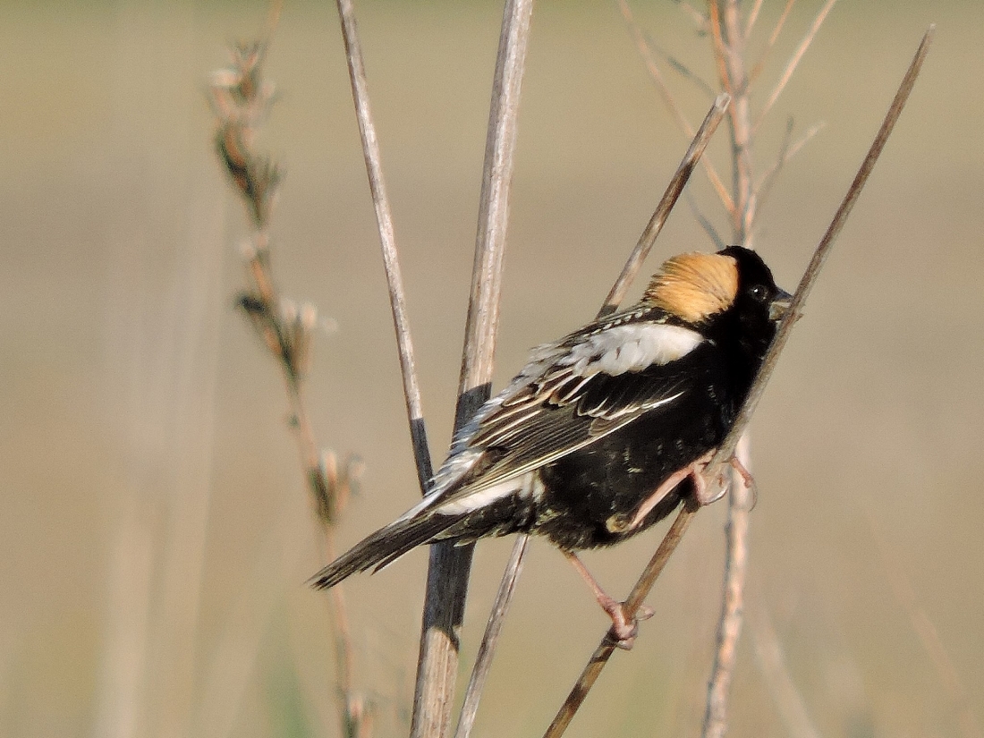 Bobolink